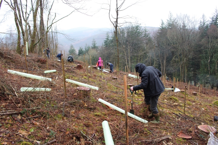 Planting of 87.5 hectares of new native UK woodland